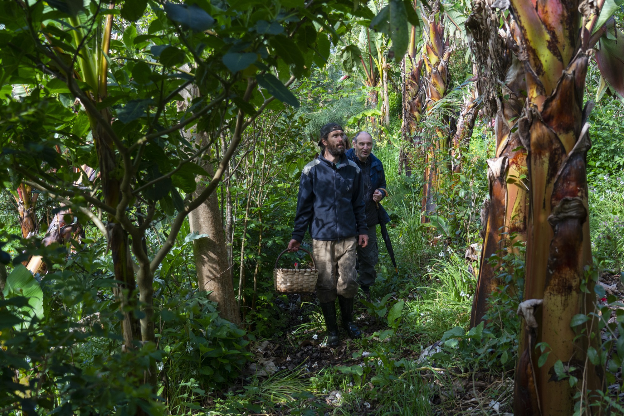 Agroforestería sintrópica en la Estación Agroecolóxica de Vieiro