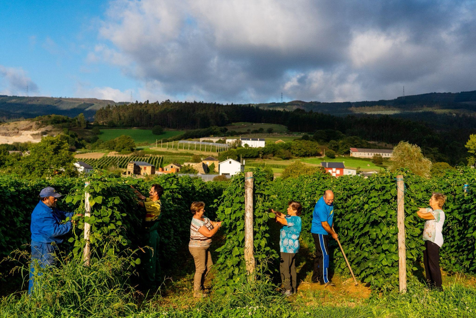 Viñedos en terrazas sobre la ría
